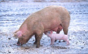 Pigs can harbor influenza viruses